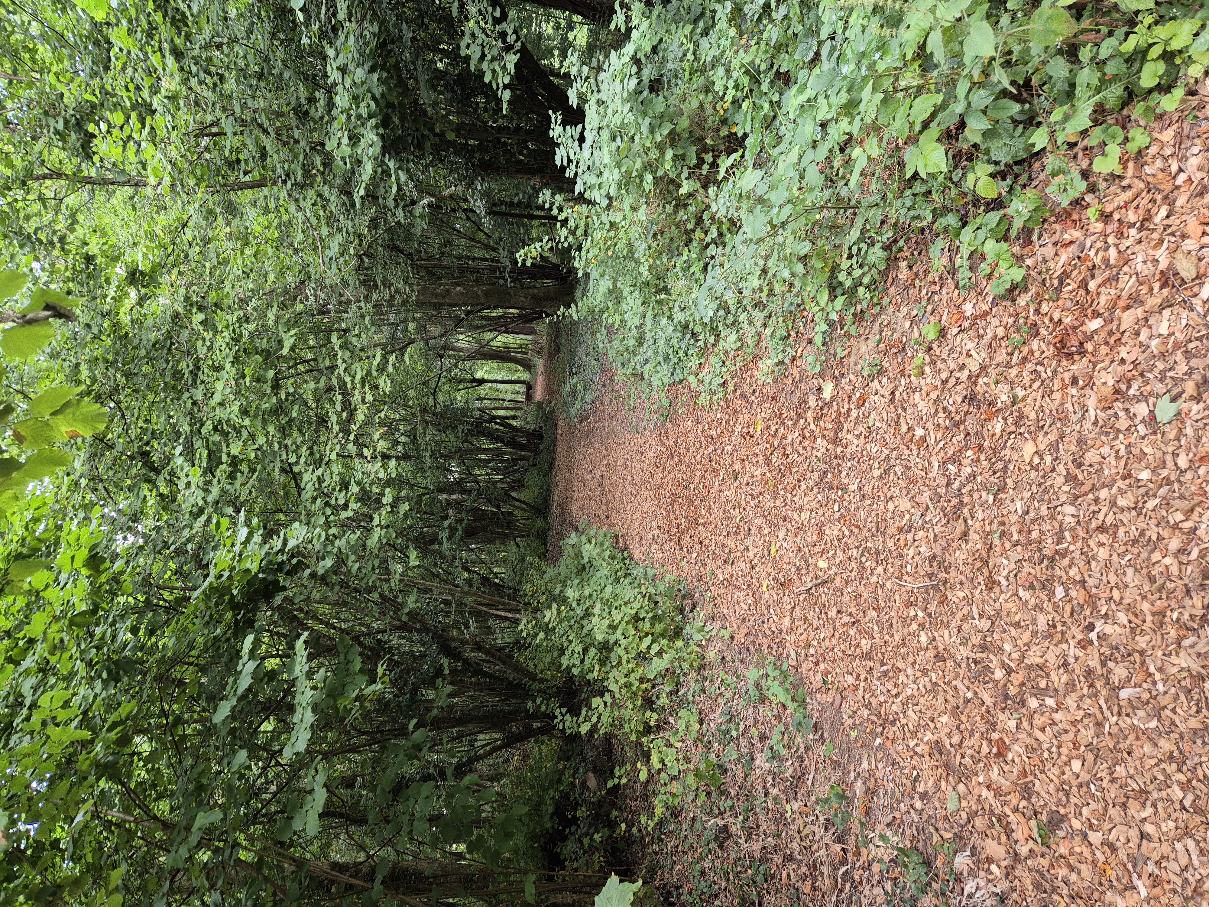 Littlewood Lodge - Walkway