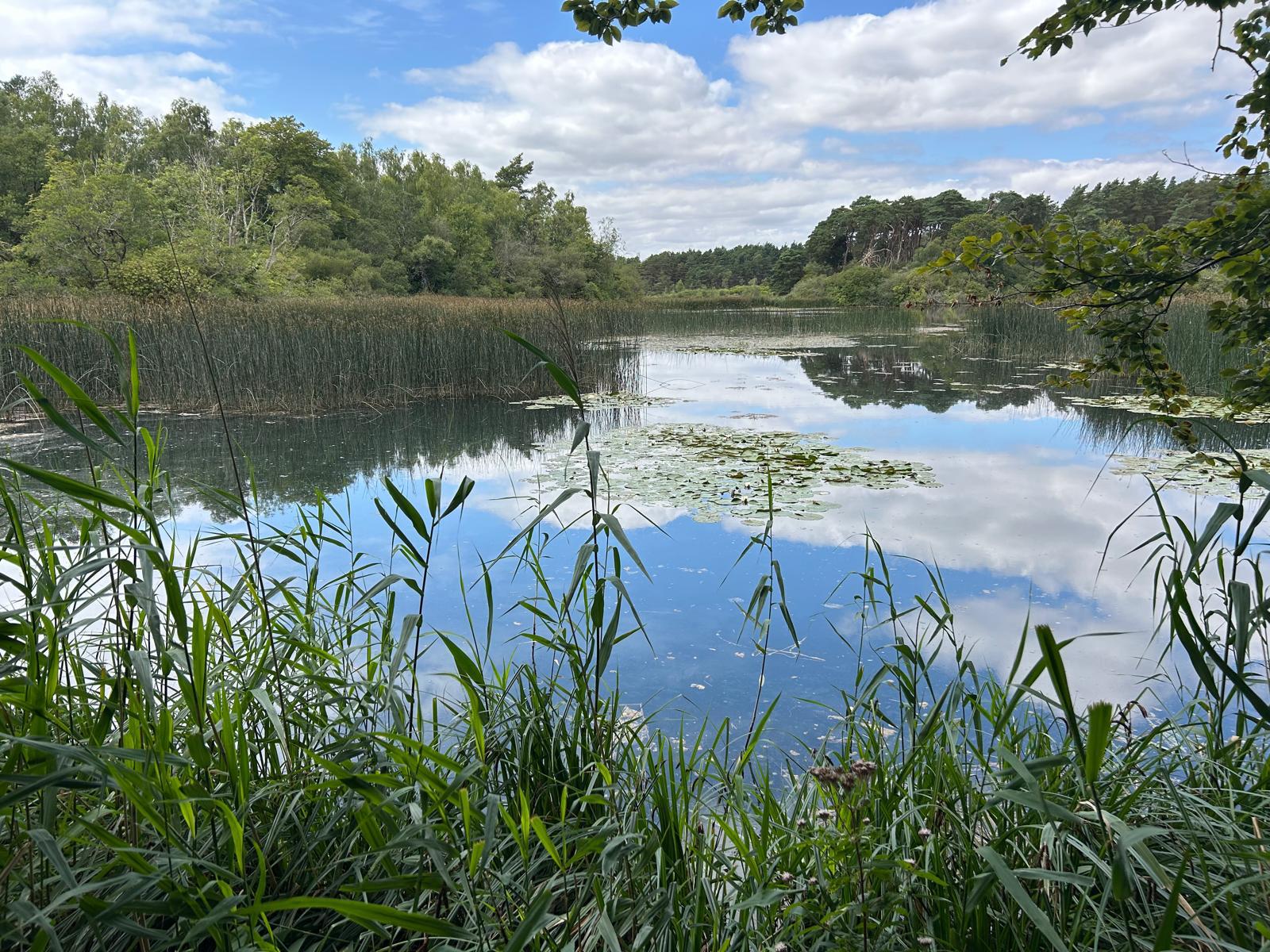 Morden Lake - Lillies and Grasses 