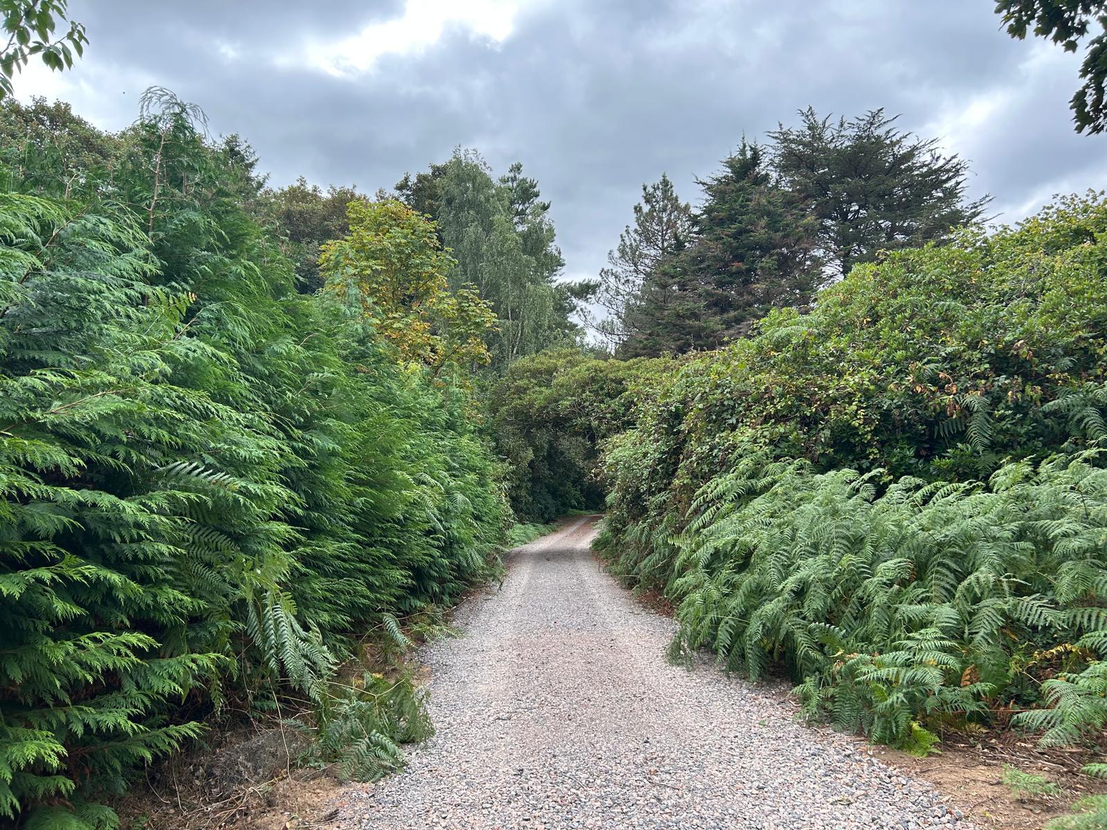 Morden Lake - Road to Lake 