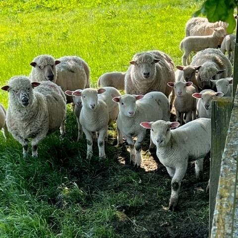 The Coppleridge - Spring Shot