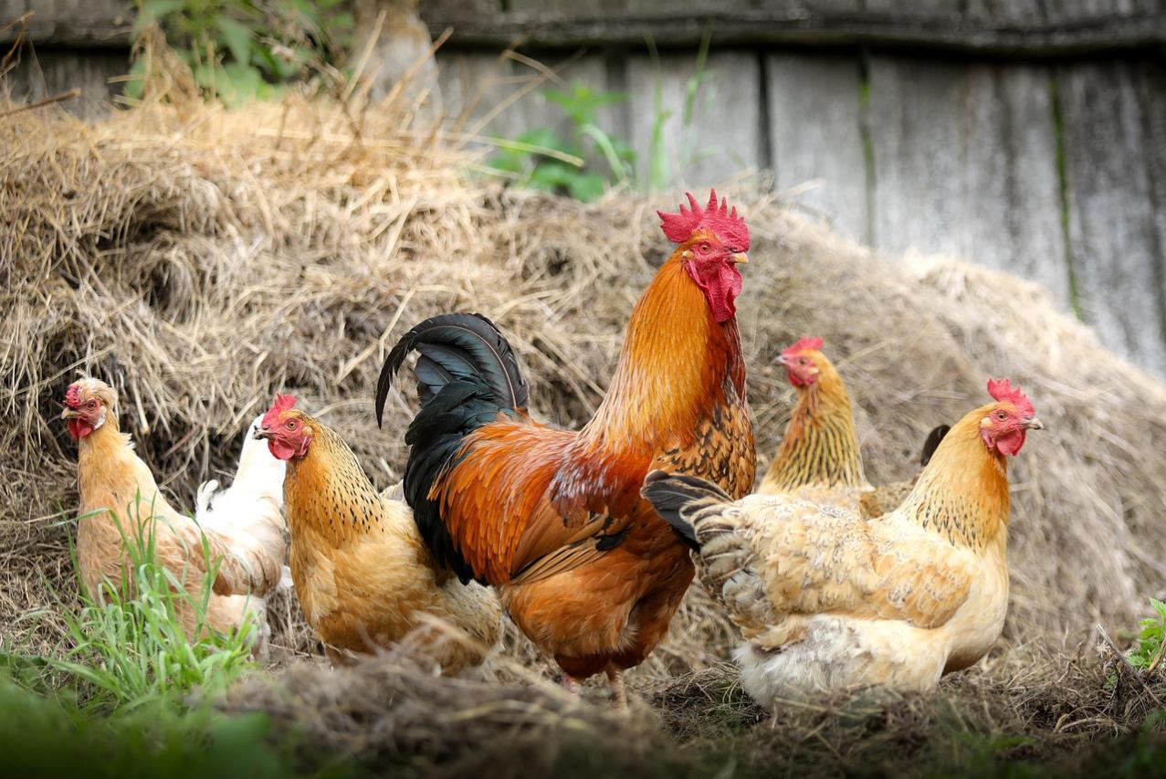 Hens and a cockerel in a farm yard