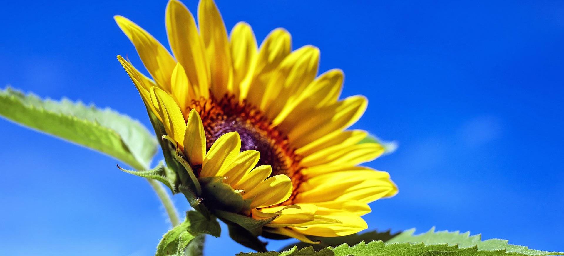 sunflower-1536088_19202.jpg