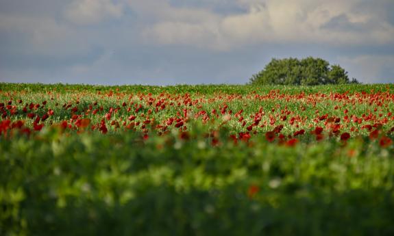 Poppies in a field
